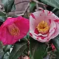 'Ezo-nishiki', two 'colors' on the same plant