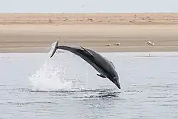 Atlantic bottlenose dolphin jumping in Namibia