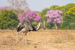 Greater rhea in Mato Grosso, Brazil