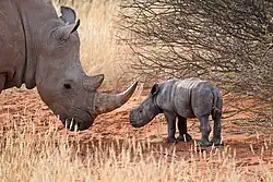 White rhinoceros mother and her newborn baby in Namibia