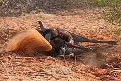 Blue wildebeest dust bathing in the Kalahari Desert of Namibia