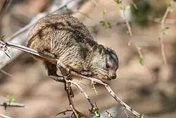 In a tree in search of food