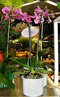 A cultivated Phalaenopsis