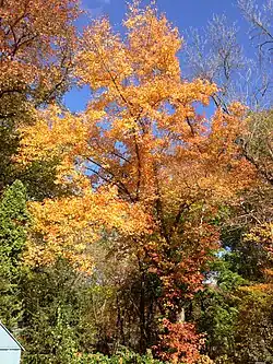 Variation of autumn coloration