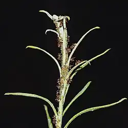 Ants tending aphids