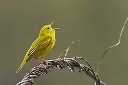 Photo of a yellow bird