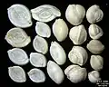 Foraminifera of Pag Island, Adriatic Sea -60 m, field width 5.5&nbsp;mm