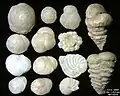 Foraminifera of Pag Island, Adriatic Sea -60 m, field width 5.5&nbsp;mm