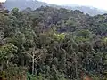 a large forest