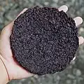 A disc of dried gamet from the Northern Luzon, Philippines