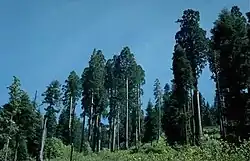 Giant sequoias.