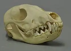 A small skull in a museum.
