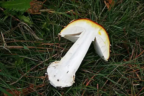 Cross section of fruiting body, showing pigment under skin and free gills