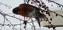 Feeding on crab apples