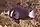 Photo of species