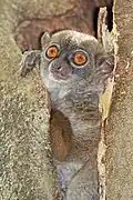 Gray lemur