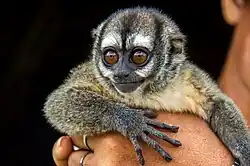 Brown monkey