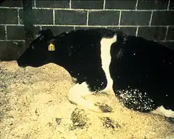 A maternal cow infected with BSE, unable to stand up as a consequence