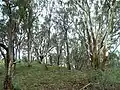 Eucalyptus forest in East Gippsland, Victoria. Mostly E. albens (white box).