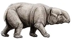 Barytherium grave