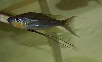 Benthochromini (E): Benthochromis horii was scientifically described in 2008, but has often been misidentifed as B. tricoti[48]