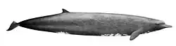 Berardius bairdii