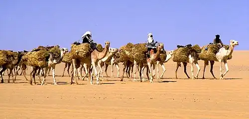 Salt caravan of heavy laden camels in desert