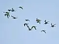 Black-tailed godwit, Limosa limosa