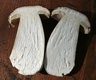 Cross-section