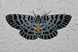 Bracca maculosa