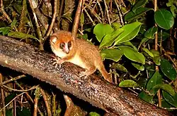 Brown lemur