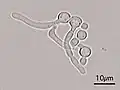 Germ tubes of Candida albicans