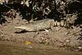Spectacled caiman, Caiman crocodilus