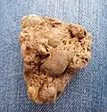Fossils in limestone from the northern Black Sea region