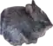 Grey rabbit