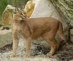 Brown cat with tufted ears