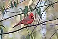Northern cardinal