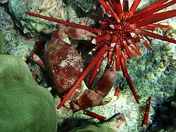 A marbled stone crab attacking a slate pencil sea urchin