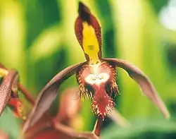 When a bee touches a seta (a trigger hair) on the flower of Catasetum saccatum, the sticky pollinia are shot explosively at the insect.[42]
