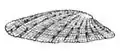 cap shape