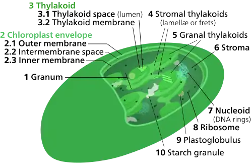 Chloroplast ultrastructure. Chloroplasts have at least three distinct membrane systems, and a variety of things can be found in their stroma.