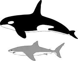 The great white shark (bottom) is one of the top marine predators; however, the orca (top) is known to prey upon them.[note 2]