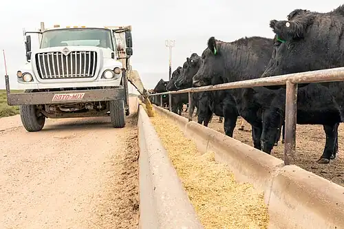 Cattle wait alongside a fence as a truck distributes a grain feed composed of maize by-products into troughs.