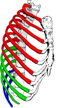 true / fixed ribs &nbsp;&nbsp;false ribs&nbsp;&nbsp;false and floating ribs