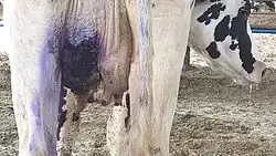 Gangrenous mastitis in a dairy cow