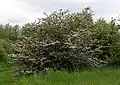 In bloom