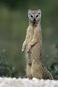 Standing yellow-brown mongoose