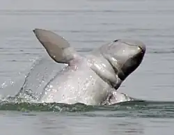 Irrawaddy dolphin