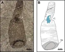 Fossil of a possible leech found in Wisconsin