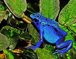 Blue poison dart frog
